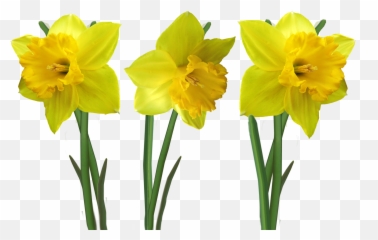 Spring Daffodils Osterglocken - Daffodils Flower Png Emoji,Daffodil ...