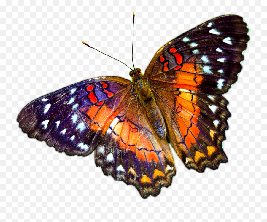 Butterfly Pnglib U2013 Free Png Library - Transparent Background Realistic Butterfly Clipart Emoji,Purplebutterfly Emojis