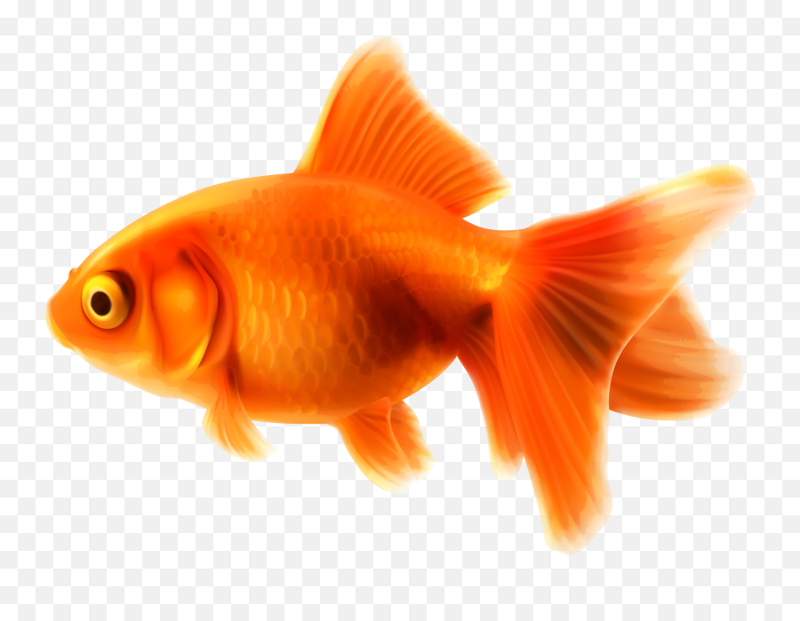 Free Gold Fish Clipart Download Free - Transparent Background Gold Fish Clipart Emoji,Puffer Fish Emoji