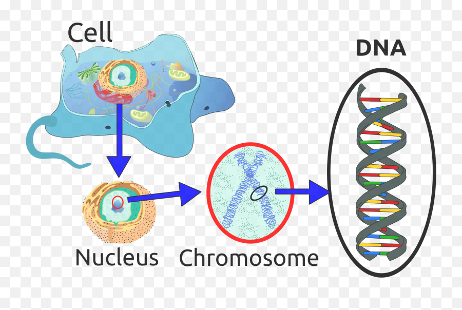 Page 1085 U2013 Genetic Literacy Project - Dna Structure Emoji,Guess The Emoji Microscope And Mouse