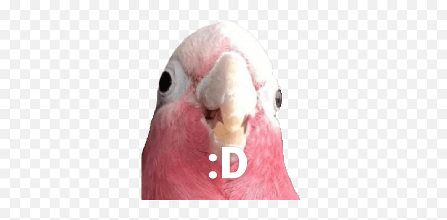 Birds 20 Emoji,Pigeon Discord Emojis
