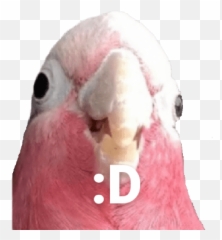 Birds 20 Emoji,Pigeon Discord Emojis