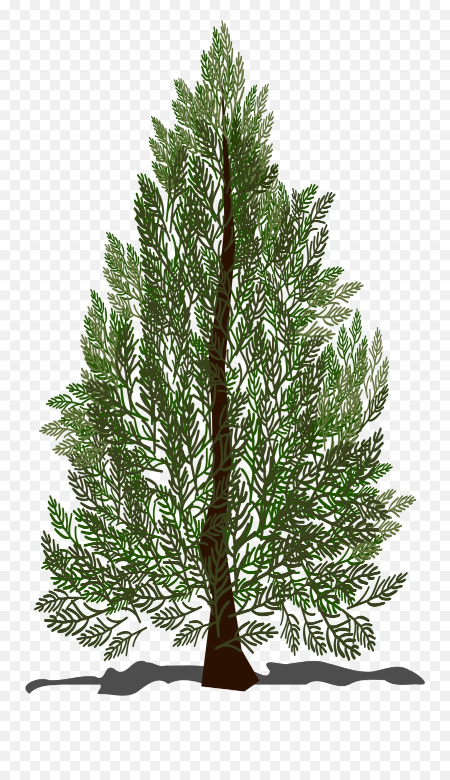 Needle Clipart Pine Tree Needle Pine - Puno Ng Pino Clipart Emoji,Needle Arm Emoji