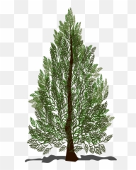 Needle Clipart Pine Tree Needle Pine - Puno Ng Pino Clipart Emoji,Needle Arm Emoji