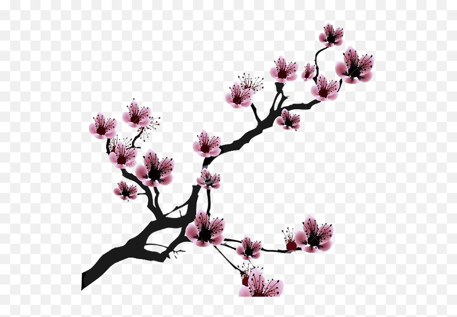Cherry Blossom Drawing Clip Art - Cherry Blossom Branch Drawing Emoji,Cherry Blossom Emoji