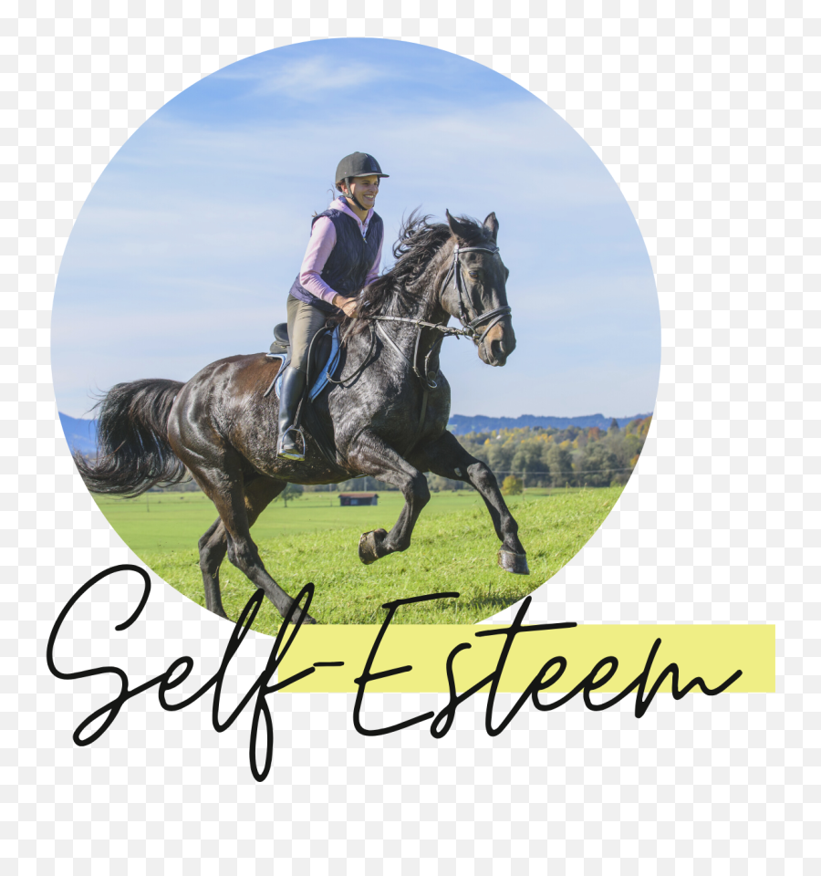 Positively Ponies Equine Assisted Learning For Young People - Horse Emoji,Horse Emotions