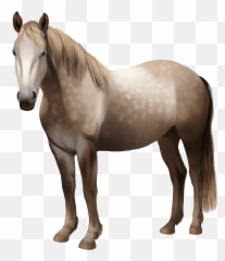 Irish Draught Clipart Free Download Transparent Png - Mustang Emoji,Irish Emoji Free