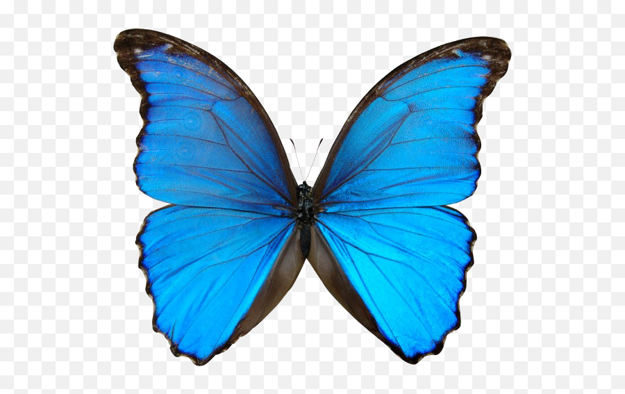 Free Blue Butterfly Png Download Free Clip Art Free Clip - Things On White Background Emoji,Butterfly Emoji Png