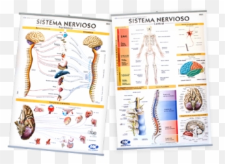 Block Sticker Emoticon 1500 Und - Sistema Nervioso Periferico Lamina Emoji,Nervioso Emoticon