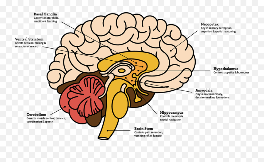 About Cannabis - Brain Emoji,Marijuana Affects Your Emotions