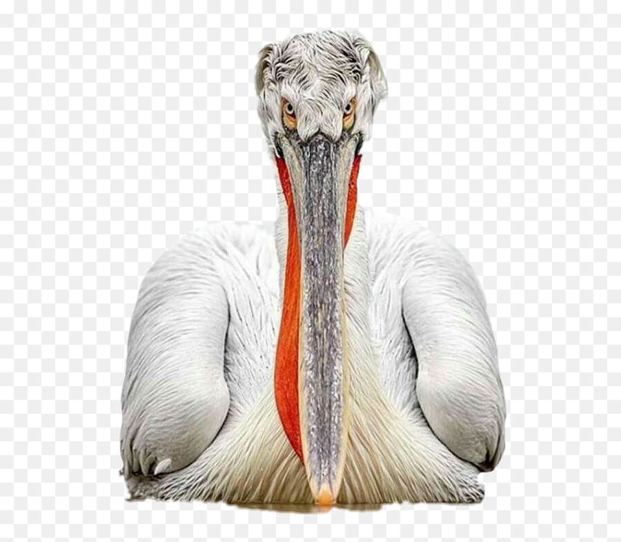 Pelican Sticker - Long Emoji,Pelican Emoji