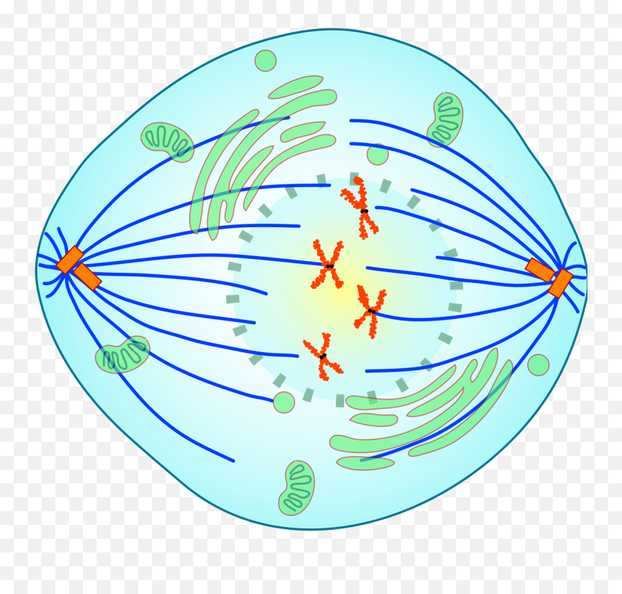 What Is Prophase In Mitosis - Mitotic Prometaphase Emoji,Mitosis In Emojis