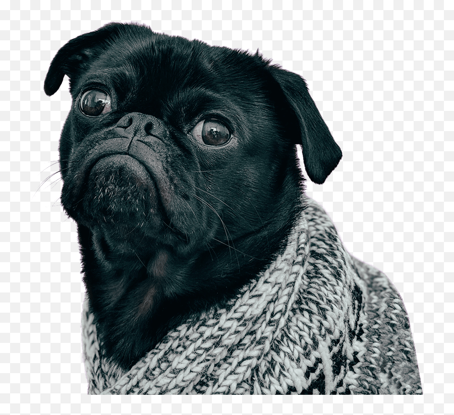 Buy Chihuahua Puppies Online - Pug Emoji,Pitbull Emotions