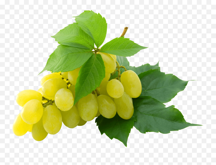 Grapes Clipart Single Grape - White Grapes Transparent Background Emoji,Grape Emoji