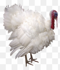 Turkey Bird Png Free Image - Turkey Bird White Emoji,Roast Turkey Emoji