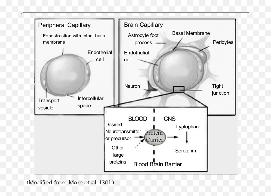 Blood Brain Barrier And Protein - Dot Emoji,Emotion Is Like A Narcotic