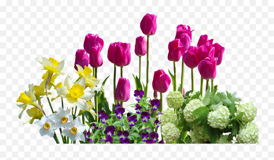 Free Photo Spring Hydrangeas Spring - Spring Flowers Daffodils Tulips Emoji,Daffodil Pink Emotion