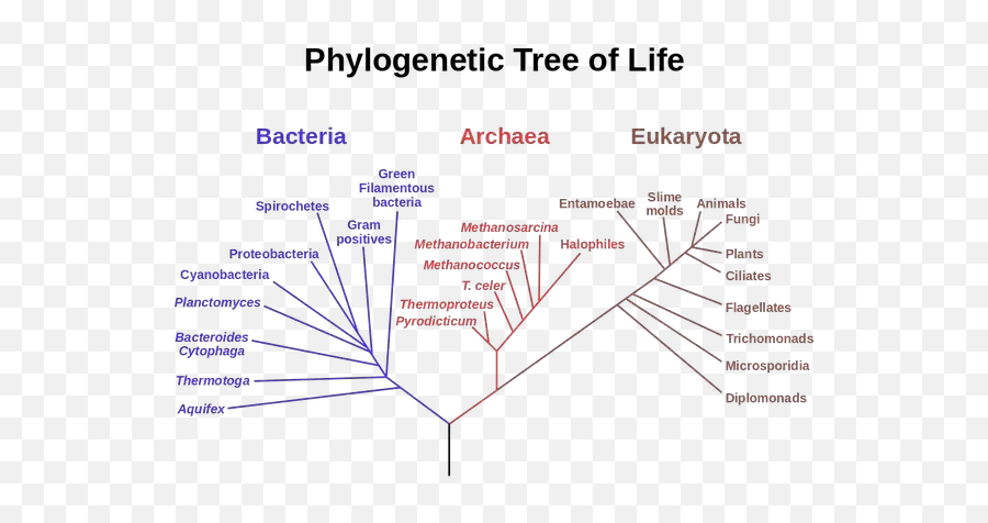 Does Anyone Really Believe In The Evolutionary Sequence Of - Phylogenetic Tree Three Domains Of Life Emoji,Fish Emotions Textboo