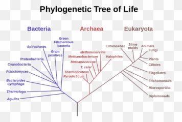 Does Anyone Really Believe In The Evolutionary Sequence Of - Phylogenetic Tree Three Domains Of Life Emoji,Fish Emotions Textboo