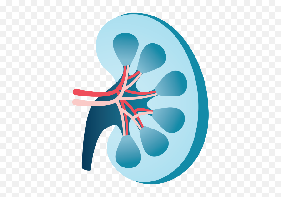 Trestle Bio Bioengineered Therapies For Kidney Disease Emoji,Kidney Stone Emoji