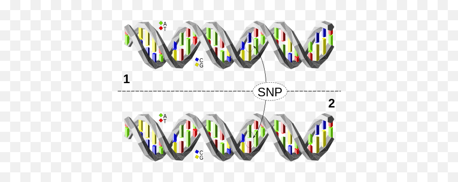 Do You Believe In Dog 2015 - Single Nucleotide Polymorphism Dna Emoji,Whippets High On Emotion