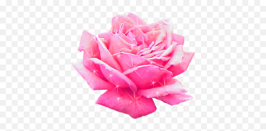 Top Pink Roses Stickers For Android - Pink Rose Animated Gif Emoji,Pink Rose Emoji