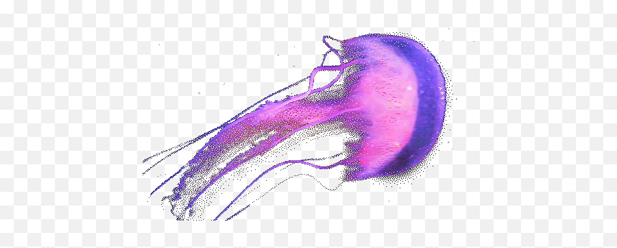 The Internet Has Decided Giraffes Shouldn T Be Real Harvard - Transparent Jellyfish Gif Emoji,Japanese Emoticons Jellyfish