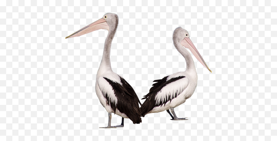 500x400 - Transparent Pelican Png Emoji,Pelican Emoji