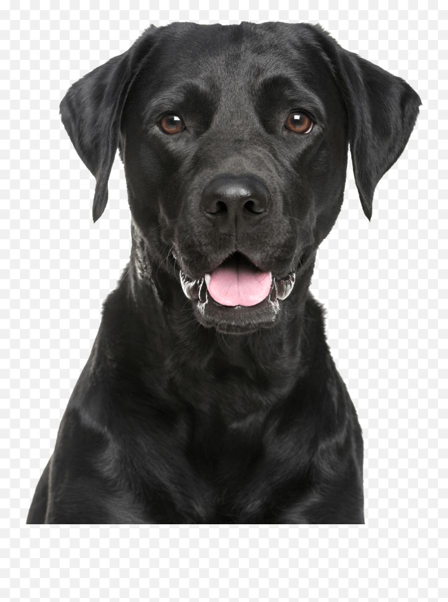 Labrador Retriever Png - Labrador Hoodie Emoji,Happy Birthday Emoticons With Labrador Retriever