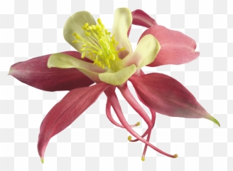 Orchid Flower Sticker - Red Columbine Emoji,Emojis Columbine