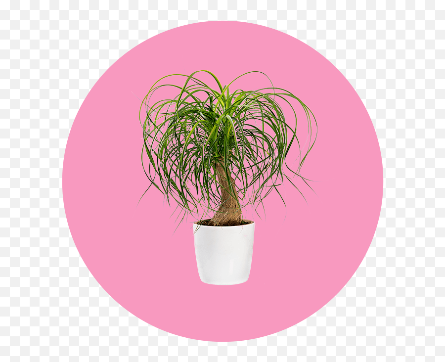 23 Easy Breezy Beautiful Houseplants - For Indoor Emoji,Don't Forget To Get Some H20 Houseplant With Emotions