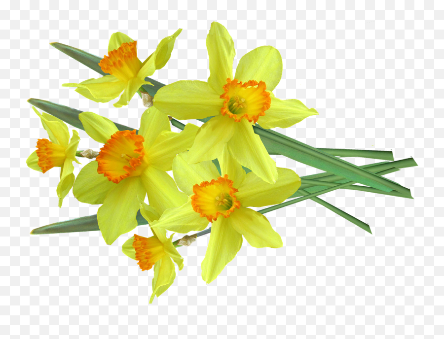 Daffodil Spring Flowers Emoji,Daffodil Pink Emotion