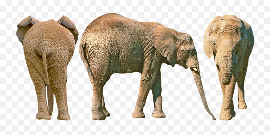 Free Photo Animals Trunk Jungle African - African Elephant Emoji,Pbs Elephant Emotions