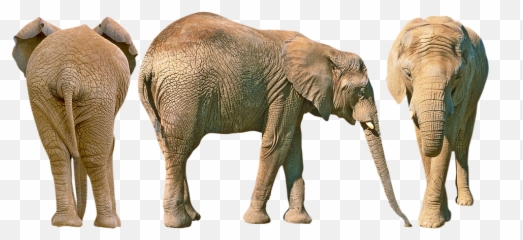 Free Photo Animals Trunk Jungle African - African Elephant Emoji,Pbs Elephant Emotions