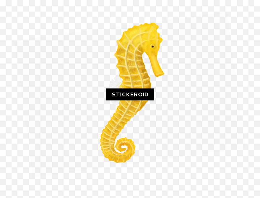 Download Hd Seahorse - Northern Seahorse Transparent Png Decorative Emoji,Facebook Emoticons Seahorse