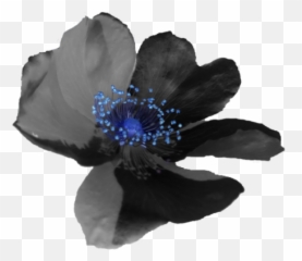 Mad Woman Kat Savage U2013 A Review U2013 Liam Xavier - Anemone Emoji,Poems About The Emotion Mad