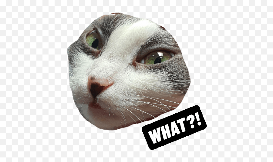 Michi The Cat - Soft Emoji,Cat Emojis Tumblr Masterpost