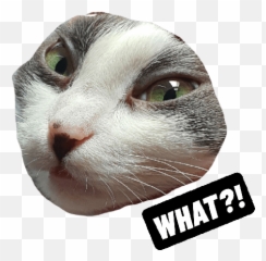 Michi The Cat - Soft Emoji,Cat Emojis Tumblr Masterpost