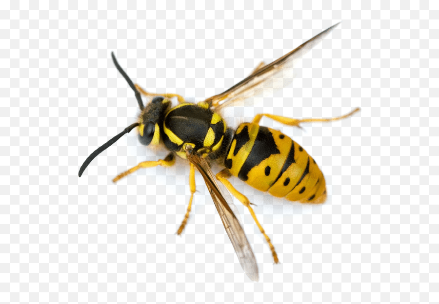 Garden Pest Control Emoji,Wasp Emoji