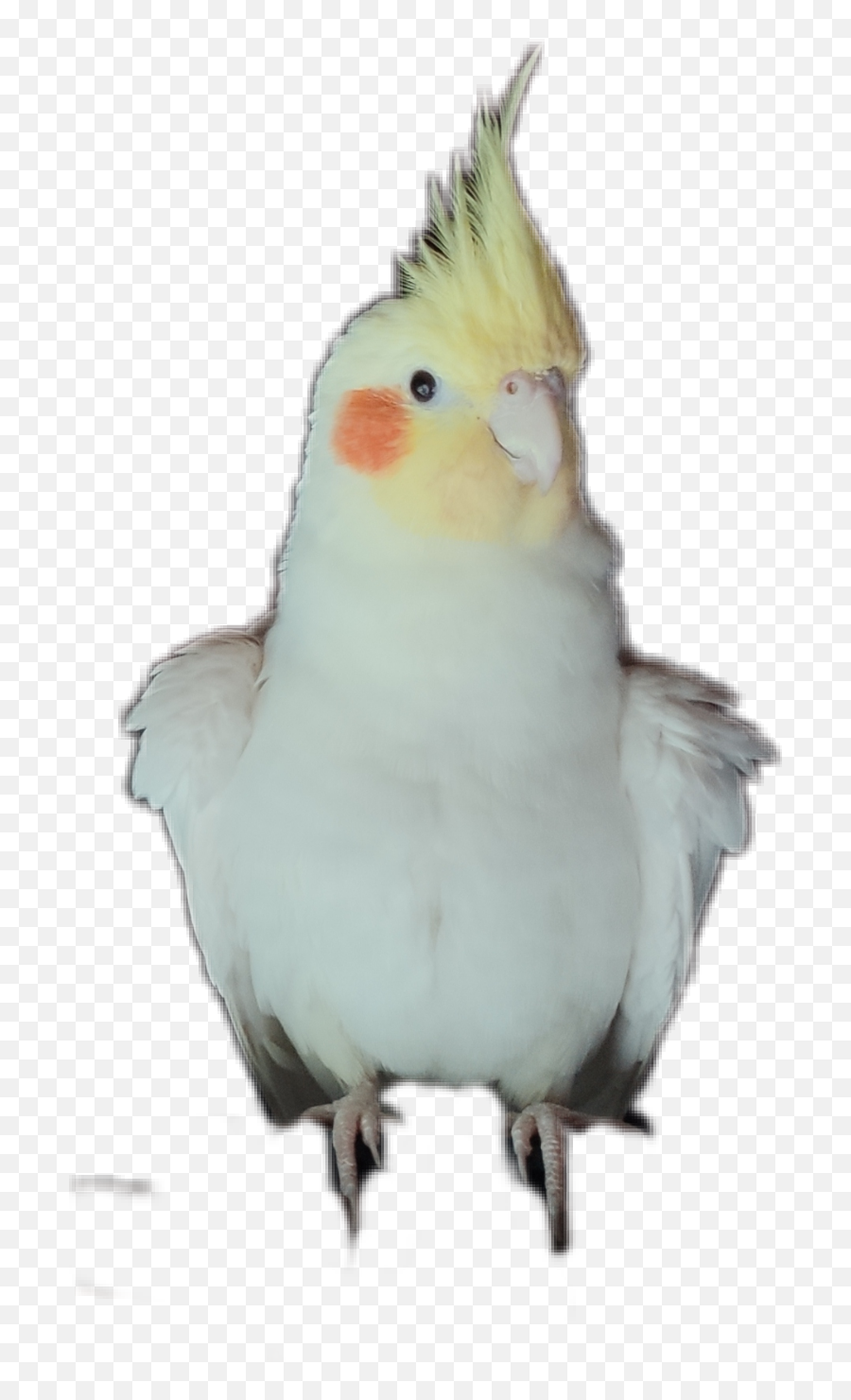 Cockatiel Bird Adolf Sticker - Cockatiel Emoji,Cockatiel Emoji