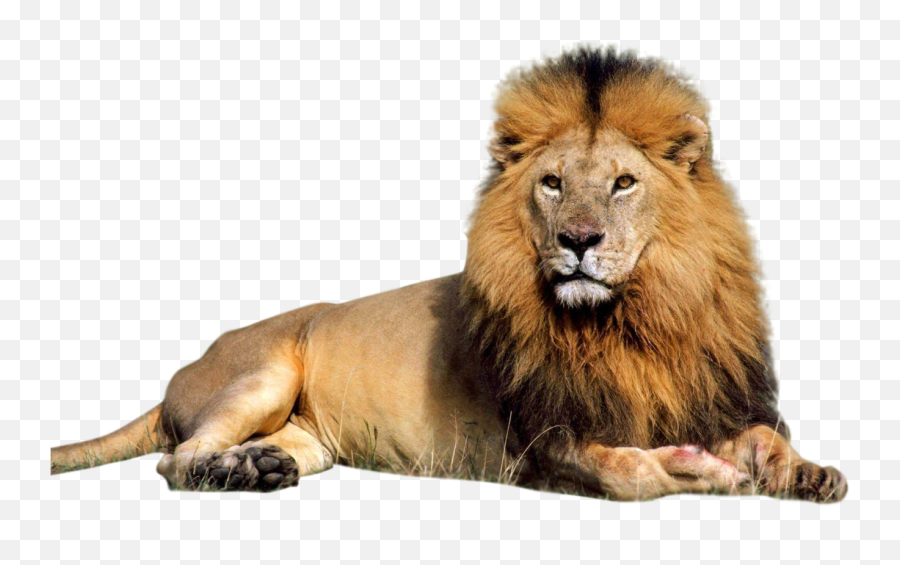Lion Clipart African Lion Lion African Lion Transparent - Lion Without Background Emoji,Laying Down Cat Emoji