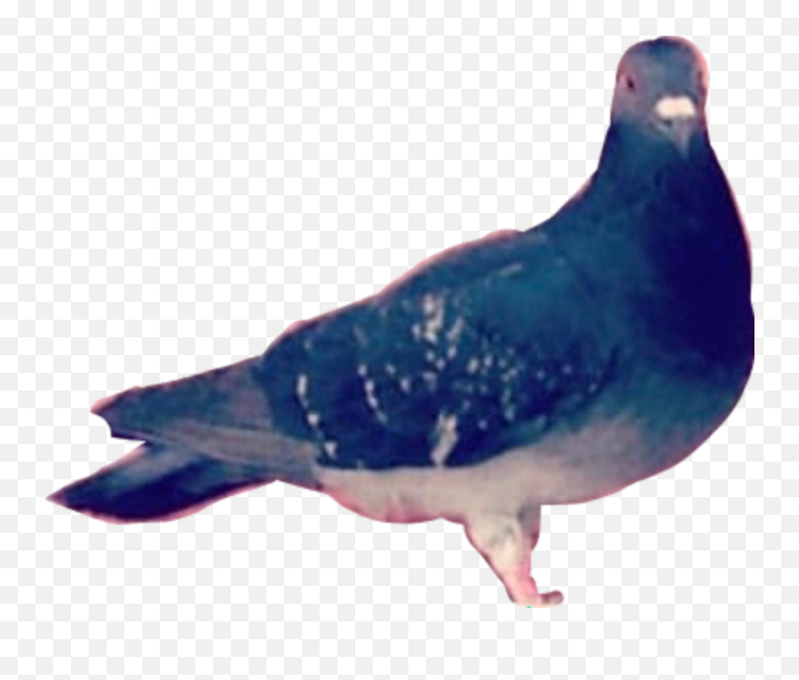 Pigeon Sticker By Agatapogo20178 - Homing Pigeon Emoji,Dove Emoji App
