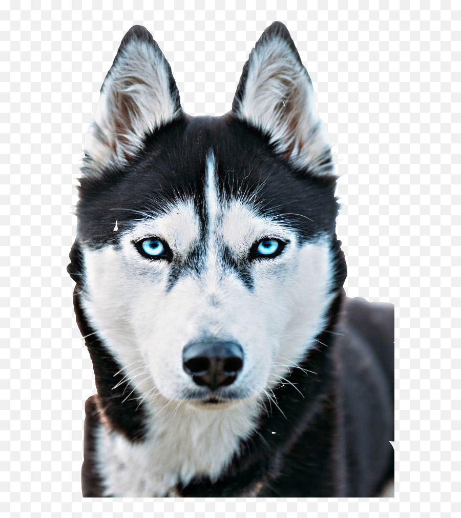 Husky Sticker By Marc Greaves - Alfa Husky Emoji,Siberian Husky Emoji