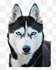 Husky Sticker By Marc Greaves - Alfa Husky Emoji,Siberian Husky Emoji