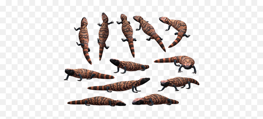 100 Free Beads U0026 Dream Catcher Illustrations - Pixabay Animal Figure Emoji,Lizard Emoticon Render