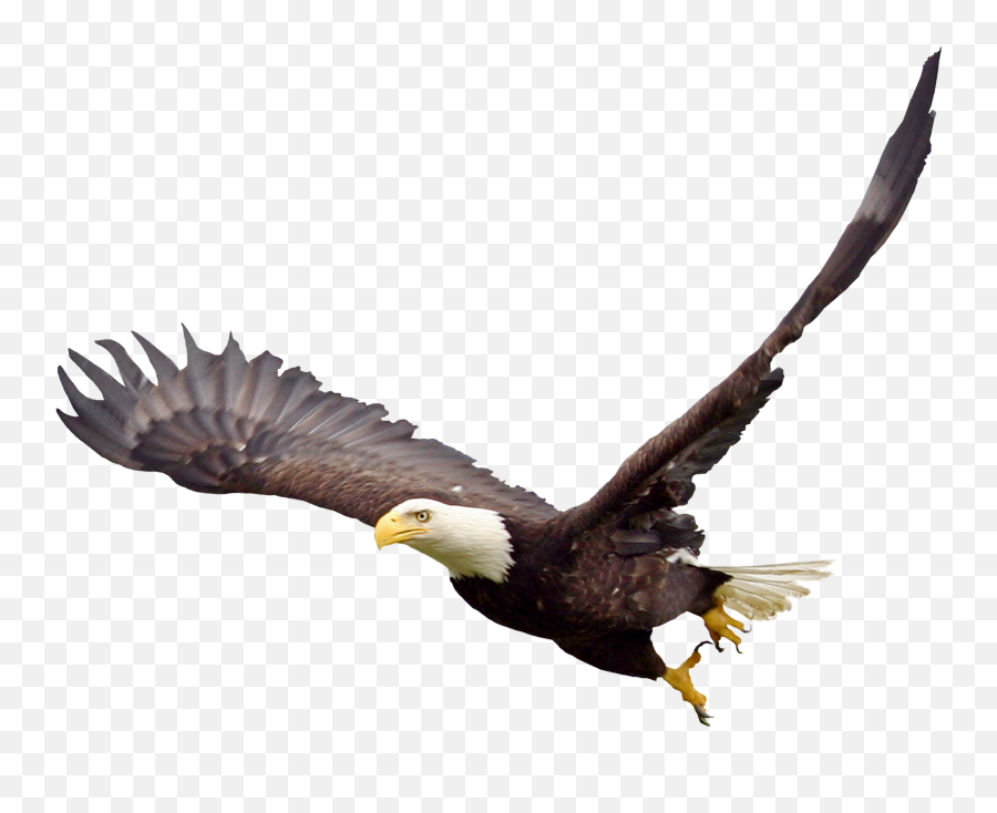 Edit - Clipart Soaring Eagle Png Emoji,Eagle Emoji