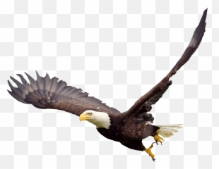 Edit - Clipart Soaring Eagle Png Emoji,Eagle Emoji