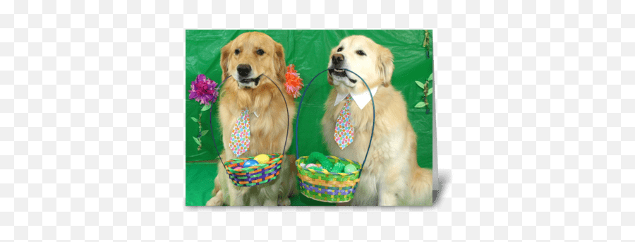 Easter Cards - Martingale Emoji,Happy Birthday Emoticons With Labrador Retriever