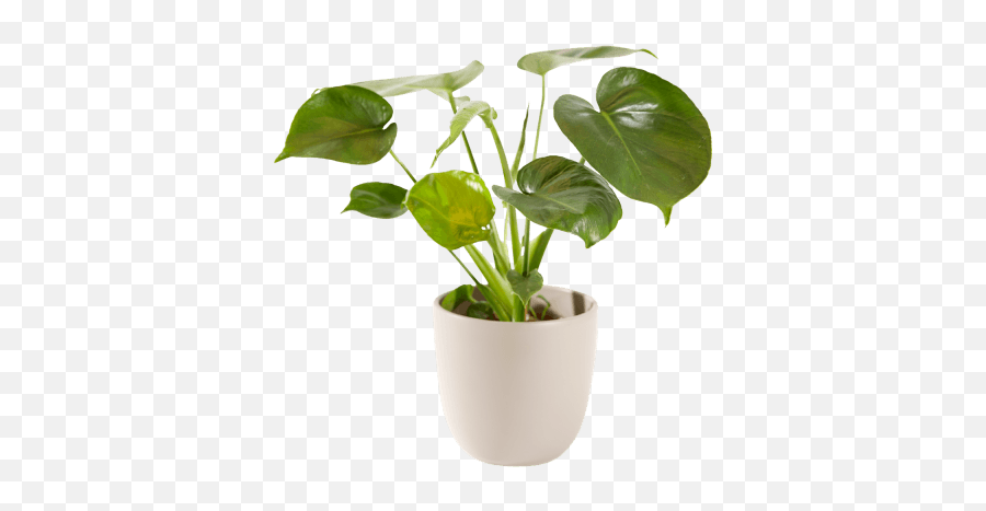 Green Plant In Matching Flowerpot - Groene Plant In Pot Emoji,Green And Plants Indoor Effect On Human Emotion