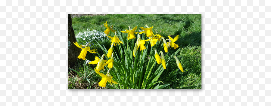 Our Spring Flower Essences - Wild Daffodil Emoji,Daffodil Pink Emotion